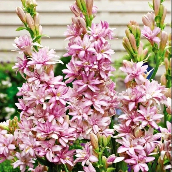 Polianthes Pink Sapphire Kokulu Sümbül Şefkat Teber Çiçeği Soğanı (1 Adet) ürün görseli 1