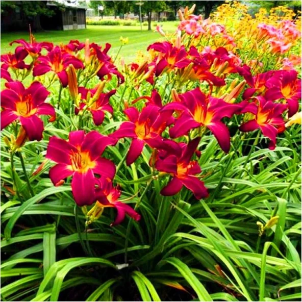 Crown Fire Hemerocallis Gün Güzeli Çiçeği Soğanı (1 Adet) ürün görseli 1