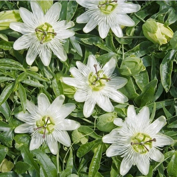Tüplü Soğuklara Dayanımlı Kokulu Beyaz Çiçekli Passiflora Constance Elliott Çiçeği Fidanı ürün görseli 1