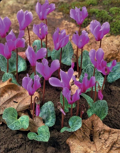 Dağ Sıklameni Cilicum Cyclamen Soğuklara Dayanıklı Sıklamen Çiçeği Soğanı (1 Adet) ürün görseli 1