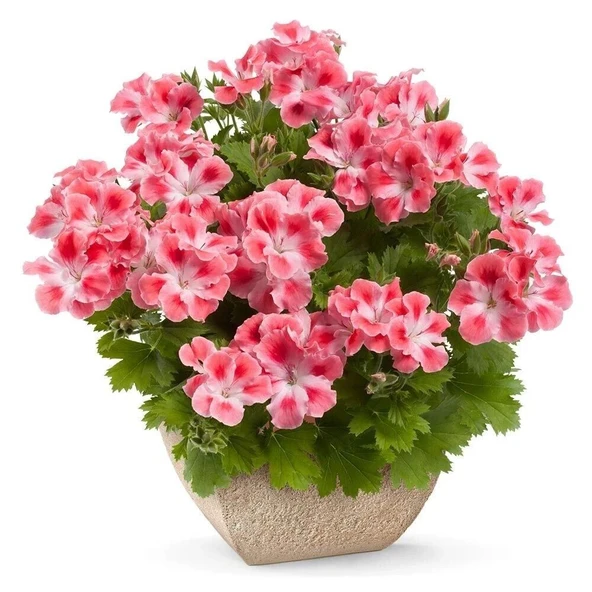 Özel Çeşit Nadir Pink White Clarion Canan Çiçeği Fidesi (1 Adet) ürün görseli 1