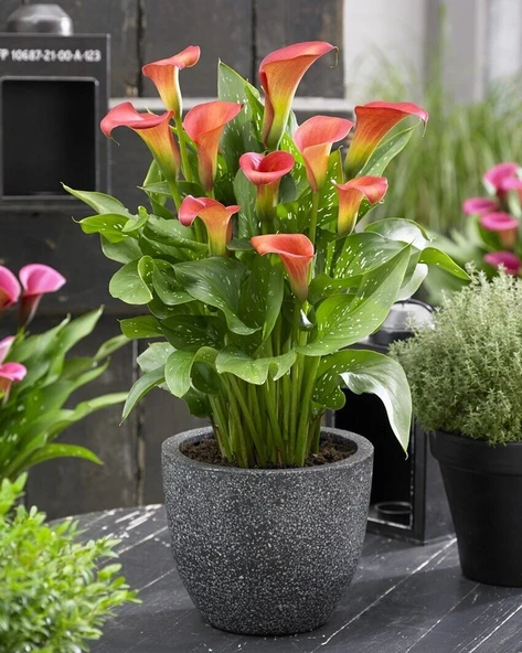 Bloody Mary Calla Gala Çiçeği Soğanı (1 Adet Soğan) ürün görseli 1