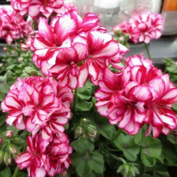Nadir Bitki Katmerli Sarkan Grandeur İvy Arctic Rose Sakız Sardunya Fidesi (1 Adet) ürün görseli 1