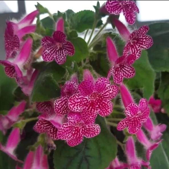 Özel Çeşit Rongo Kohleria Japon Küpelisi Çiçeği Fidesi (Mini Potta) ürün görseli 1
