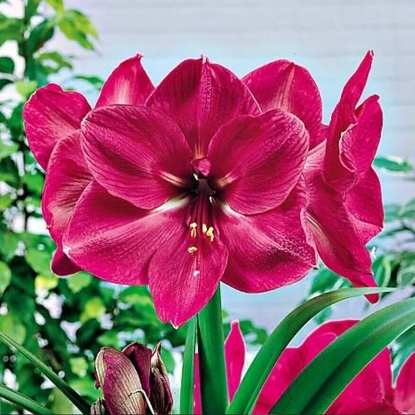 Amaryllis Hercules Kokulu Güzel Hatun Çiçeği Soğanı (1 Adet) ürün görseli 1