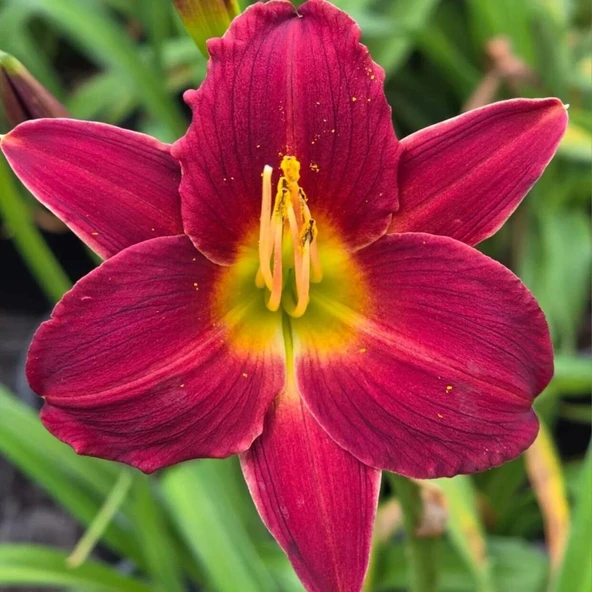 Dark Avenger Hemerocallis Gün Güzeli Çiçeği Soğanı (1 Adet) ürün görseli 1