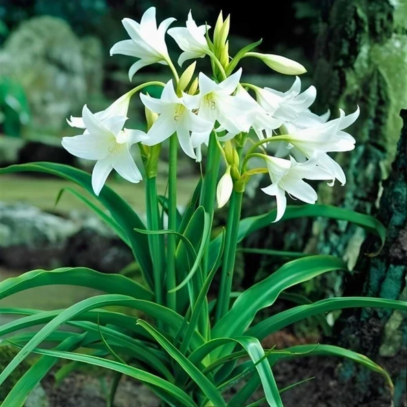 Parfümlü Crinum Powellii Album Bataklık  Zambağı Soğanı (1 Adet ) ürün görseli 1