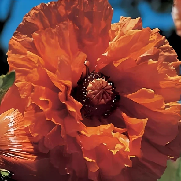 Papaver Indian Chief İri Kafa Gelincik Çiçeği Soğanı (1 Adet) ürün görseli 1