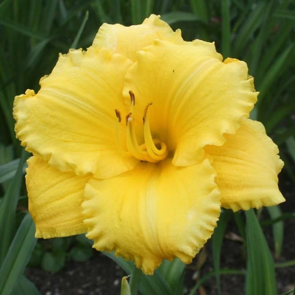 Atlanta Elegant Hemerocallis Gün Güzeli Çiçeği Soğanı (1 Adet) ürün görseli 1