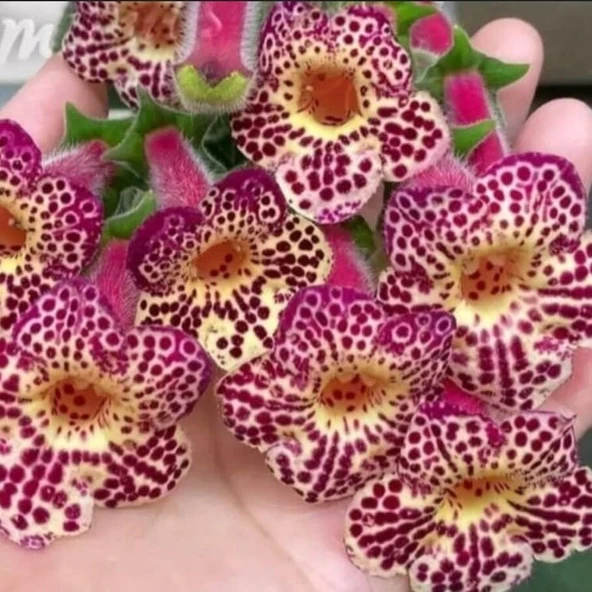Özel Çeşit Ni's Whence Kohleria Japon Küpelisi Çiçeği Fidesi (Mini Potta) ürün görseli 1