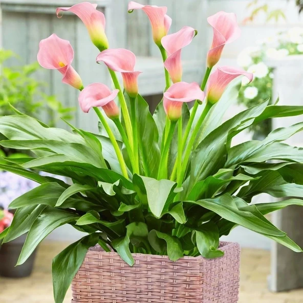 Crystal Blysh Calla Gala Çiçeği Soğanı (1 Adet Soğan) ürün görseli 1