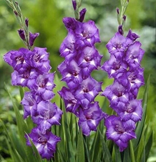 Gladiolus Charisma Mojito Glayör Çiçeği Soğanı (2 adet) ürün görseli 1