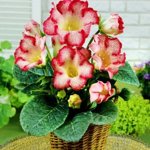 Tigrina Red Gloxinia  Gloksinya Bardak Menekşesi Çiçeği Soğanı (1 adet ) ürün görseli 1