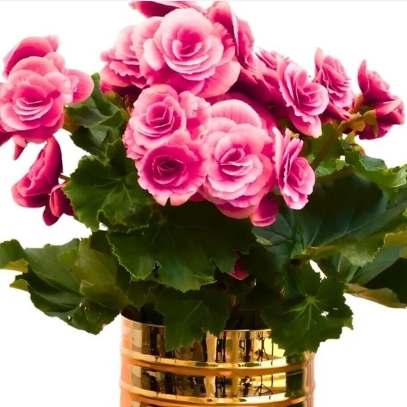 iri Çiçekli  Katmerli Nadir Tür Geniş Yaprak Camela Pink Begonya Çiçeği Soğanı (1 adet) ürün görseli 1