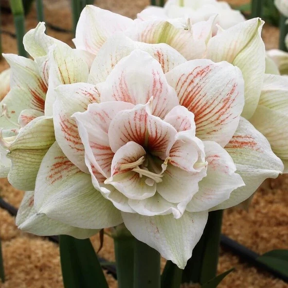 Kokulu Güzel Hatun Çiçeği Amaryllis Nymph Çiçeği Soğanı (1 Adet) ürün görseli 1