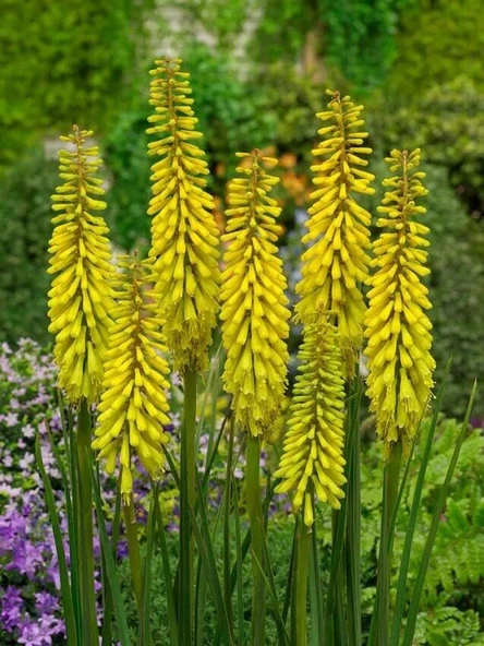Soğuklara Dayanıklı Kniphofia Sunningdale Yellow Fener Meşale Çiçeği Zambağı Soğanı (1 adet) ürün görseli 1