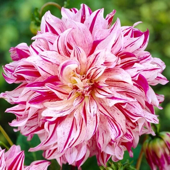 XXL İri Çiçekli Bristol Stripe Dahlia Yıldız Çiçeği Soğanı Yumrusu (1 adet) ürün görseli 1