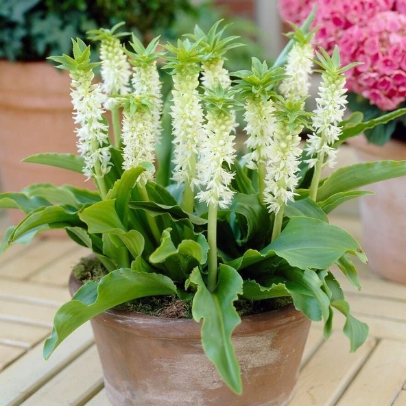 Soğuklara Dayanıklı Eucomis Autumnalis White Ananas Çiçeği Zambağı Soğanı (1 adet) ürün görseli 1