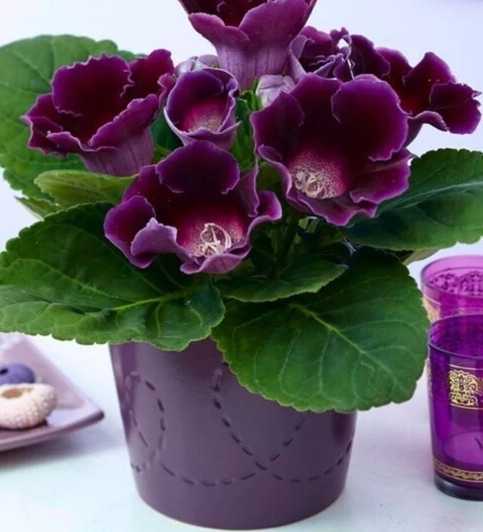Hollywood Gloxinia Gloksinya Bardak Menekşesi Çiçeği Soğanı (1 adet ) ürün görseli 1