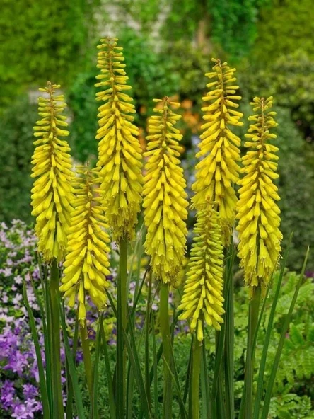 Soğuklara Dayanıklı Kniphofia Sunningdale Yellow Fener Meşale Çiçeği Zambağı Soğanı (1 adet)(Kopya) ürün görseli 1