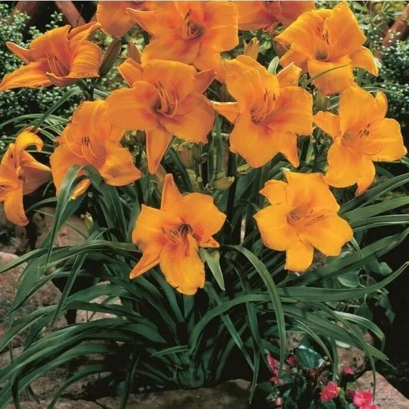 Soğuklara ve Kuraklığa Dayanıklı Chicago Sunrise Hemerocallis Gün Güzeli Çiçeği Soğanı (1 adet) ürün görseli 1