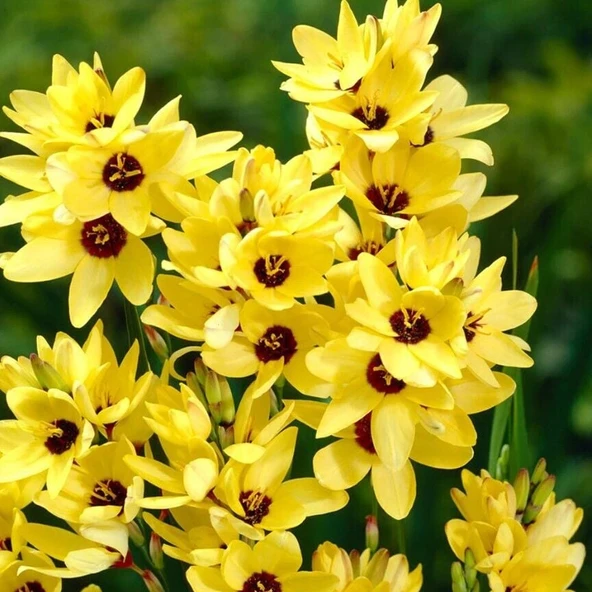 Kuraklığa ve Dona Dayanıklı Mısır Zambağı Gelin Soğanı Çiçeği Yellow Emperor Ixia Çiçeği Soğanı (10 Adet) ürün görseli 1
