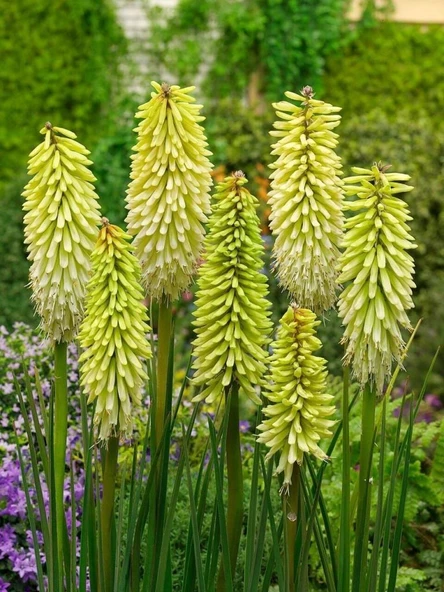 Soğuklara Dayanıklı Kniphofia Ice Queen Fener Meşale Çiçeği Zambağı Soğanı (1 adet) ürün görseli 1