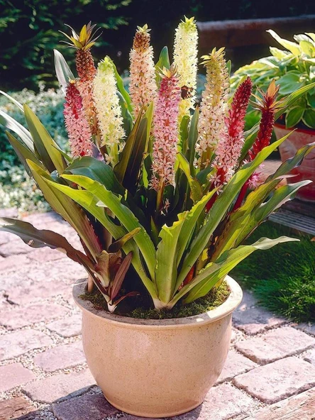 Soğuklara Dayanıklı Eucomis Comosa Ananas Çiçeği Zambağı Soğanı (1 adet) ürün görseli 1