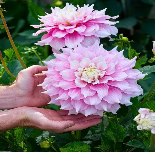 XXL İri Çiçekli Gitt's Perfection Dahlia Yıldız Çiçeği Soğanı Yumrusu (1 adet) ürün görseli 1