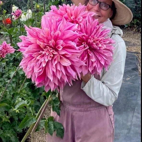 XXL İri Çiçekli Maki Dahlia Yıldız Çiçeği Soğanı Yumrusu (1 adet) ürün görseli 1