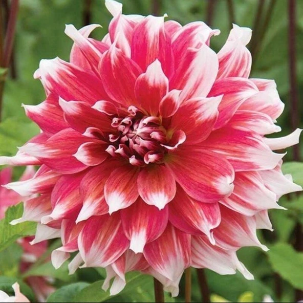 Büyük Çiçekli Frost Nip Yıldız Dahlia Çiçeği Soğanı Yumrusu (1 adet)(Kopya) ürün görseli 1