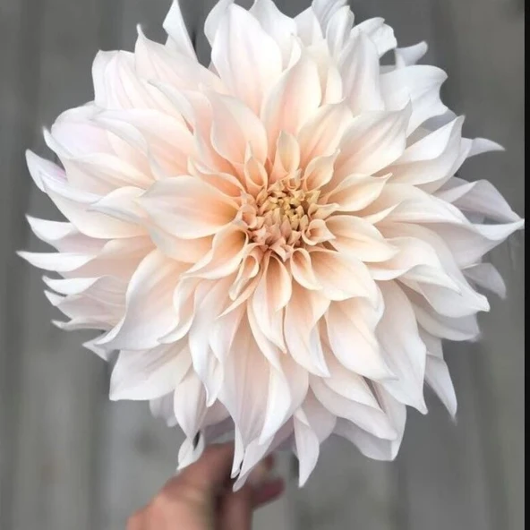 Soğuklara Dayanıklı Dev Çiçekli Cafe Au Light  Dahlia Yıldız Çiçeği Soğanı Yumrusu (1 adet) ürün görseli 1