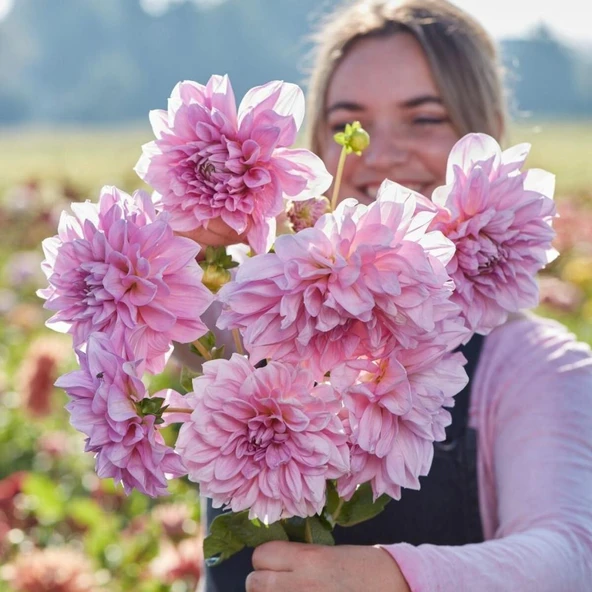 XXL İri Çiçekli Lavender Perfection Dahlia Yıldız Çiçeği Soğanı Yumrusu (1 adet) ürün görseli 1