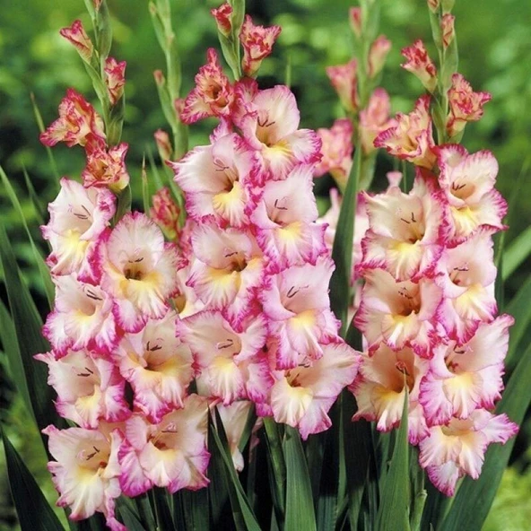 Gladiolus Priscilla Glayör Çiçeği Soğanı (2 adet) ürün görseli 1