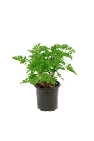 Pelargonium Odoratissimum Itır Bitkisi Orta Boy 10-20 cm ürün görseli 1