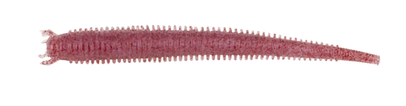 Berkley Gulp Saltwater Fat Sandworm Sahte Kurt  CLEAR RED FLECK 10CM ürün görseli 1