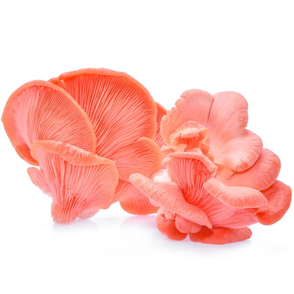 Sarı İstiridye Mantarı Tohumu 100 Gram ürün görseli 1
