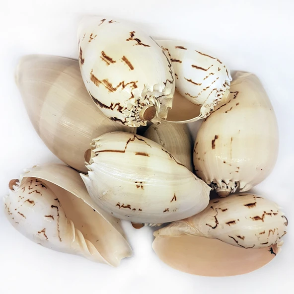 Melo Diadema Kiloluk Deniz Kabuğu (1 KG) ürün görseli 1