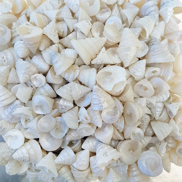 Astrea Undosa Naturel Minik Boy Kiloluk Deniz Kabuğu (1 KG) ürün görseli 1