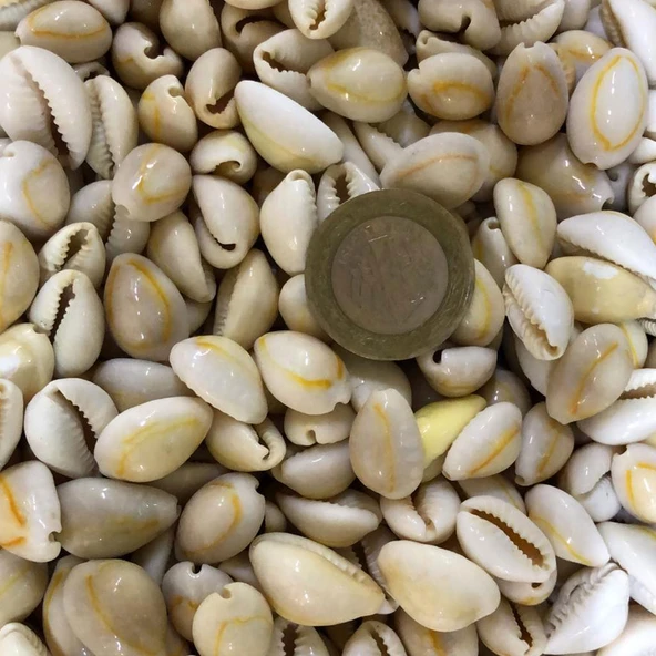 Cyprea Annulus -Kavrulmuş Kiloluk Deniz Kabuğu (1 KG) ürün görseli 1