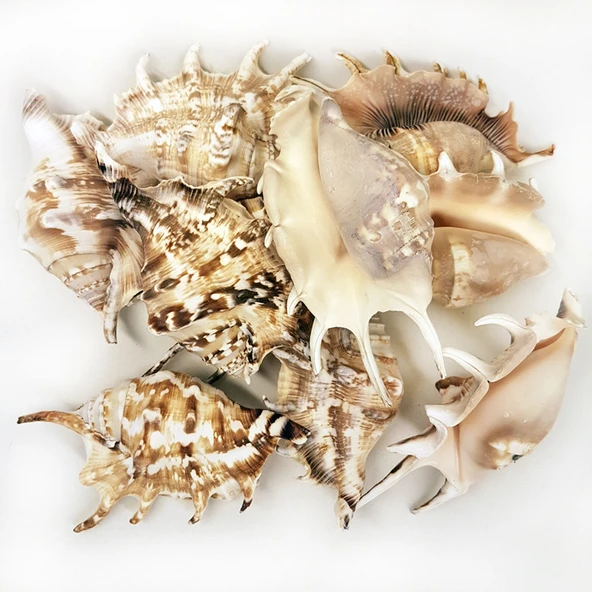 Lambis Lambis Kiloluk Deniz Kabuğu (1 KG) ürün görseli 1