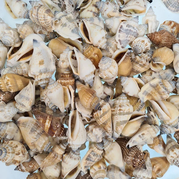 Urceus Kiloluk Deniz Kabuğu (1 KG) ürün görseli 1
