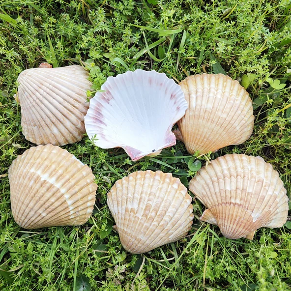 Pecten Pair Of Flatt Yellow Kiloluk Deniz Kabuğu  (1 KG) ürün görseli 1