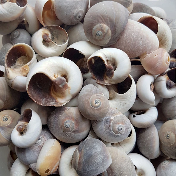 Moonshell Brown Kiloluk Deniz Kabuğu (1 KG) ürün görseli 1