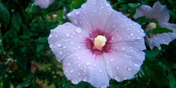 MOR HİNT GÜLÜ ( HIBISCUS ) ( 60 - 90 CM ) - TÜPLÜ ürün görseli 1