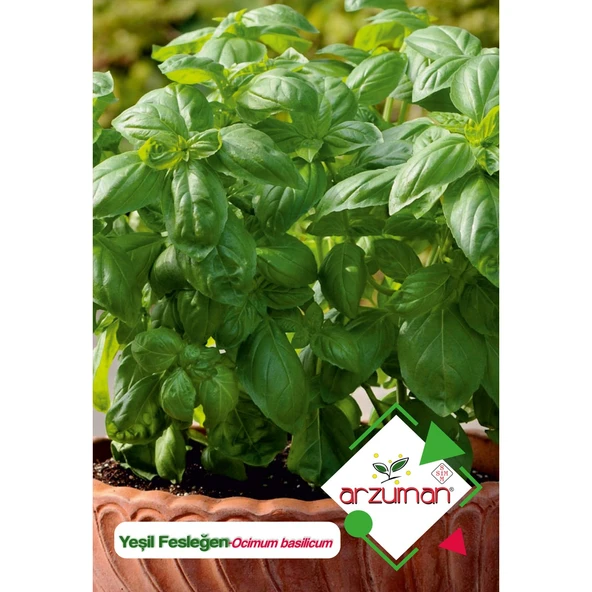 Yeşil Fesleğen - Yeşil Reyhan (Ocimum Basilicum) Çiçek Tohumu 100 Adet ürün görseli 1