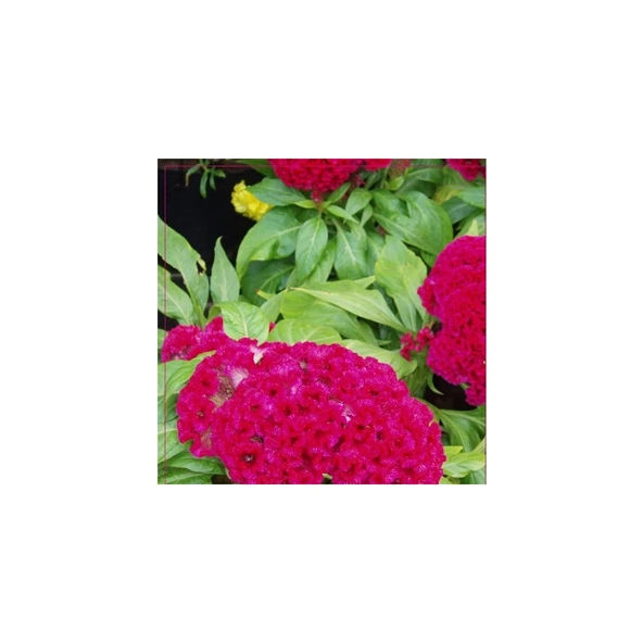 Horozibiği (Celosia) Çiçek Tohumu 100 Adet ürün görseli 1