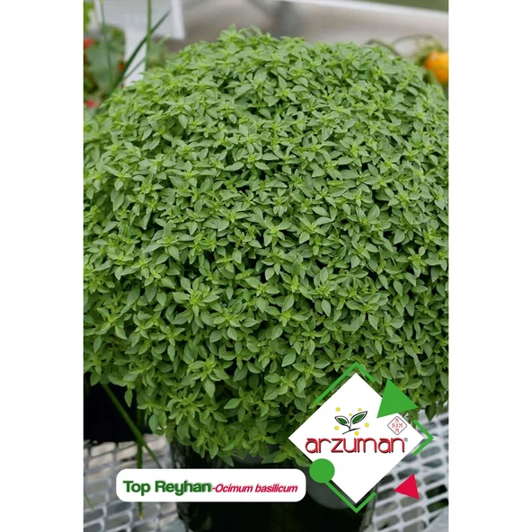 Top Fesleğen - Top Reyhan (Ocimum Basilicum) Çiçek Tohumu 100 Adet ürün görseli 1
