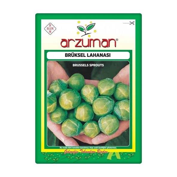 Brüksel Lahanası Tohumu (200 Adet) - Resim 2