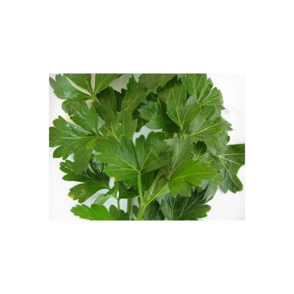 D`Giant İtaliana Maydanoz (İthal) 10 Gram ürün görseli 1